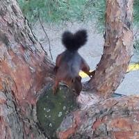 écureuil roux